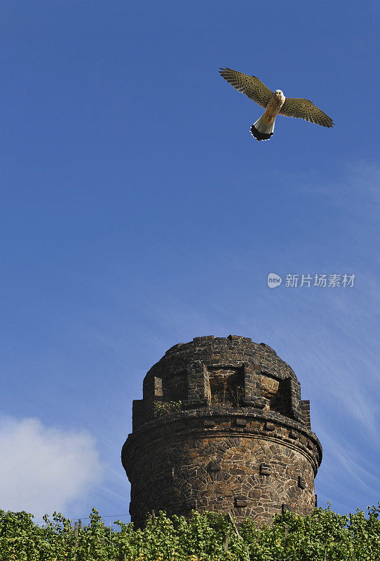 红隼(Falco tinnunculus)在葡萄园和一个古老的瞭望塔